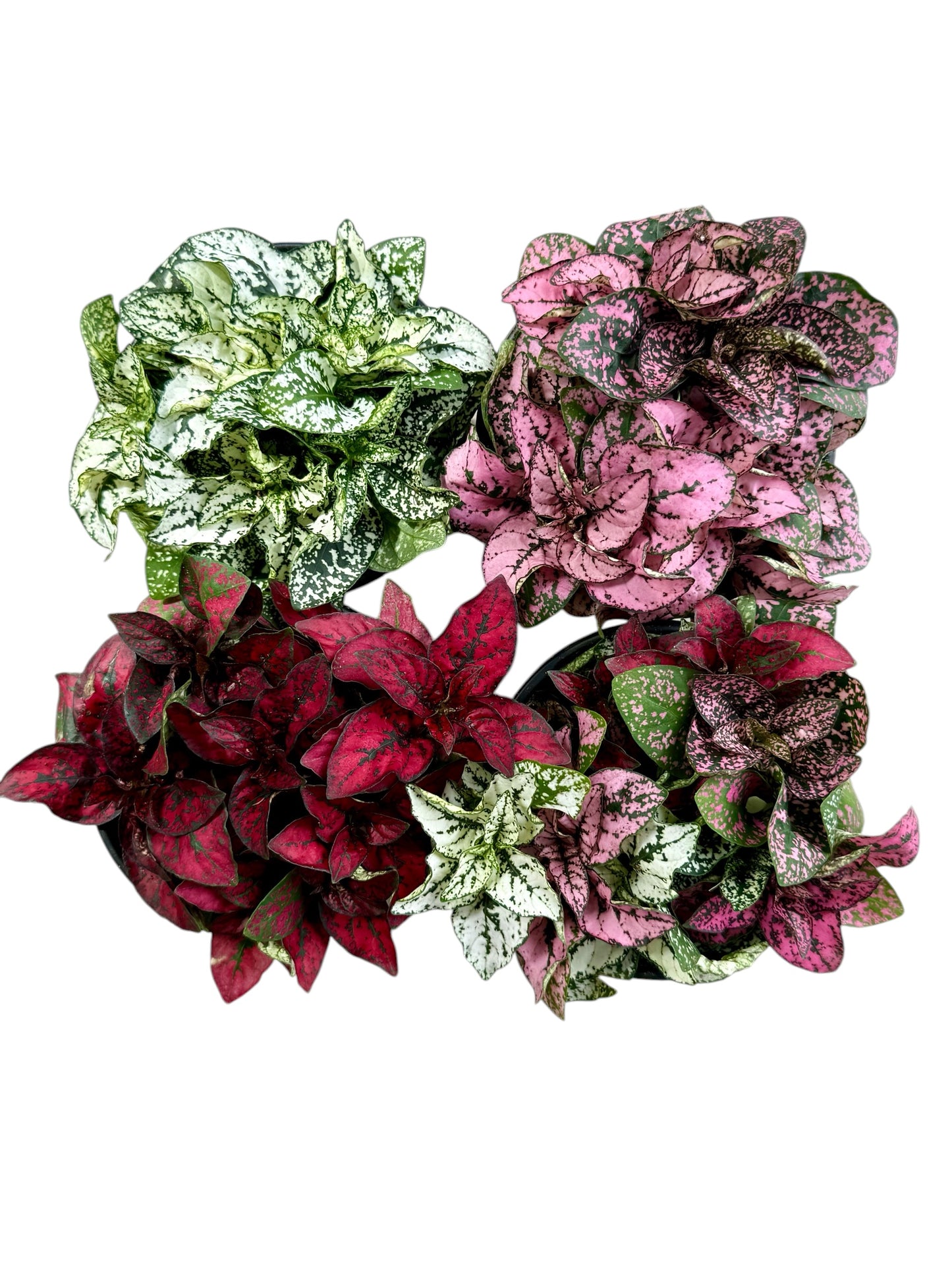 4" Hypoestes Assorted Colors