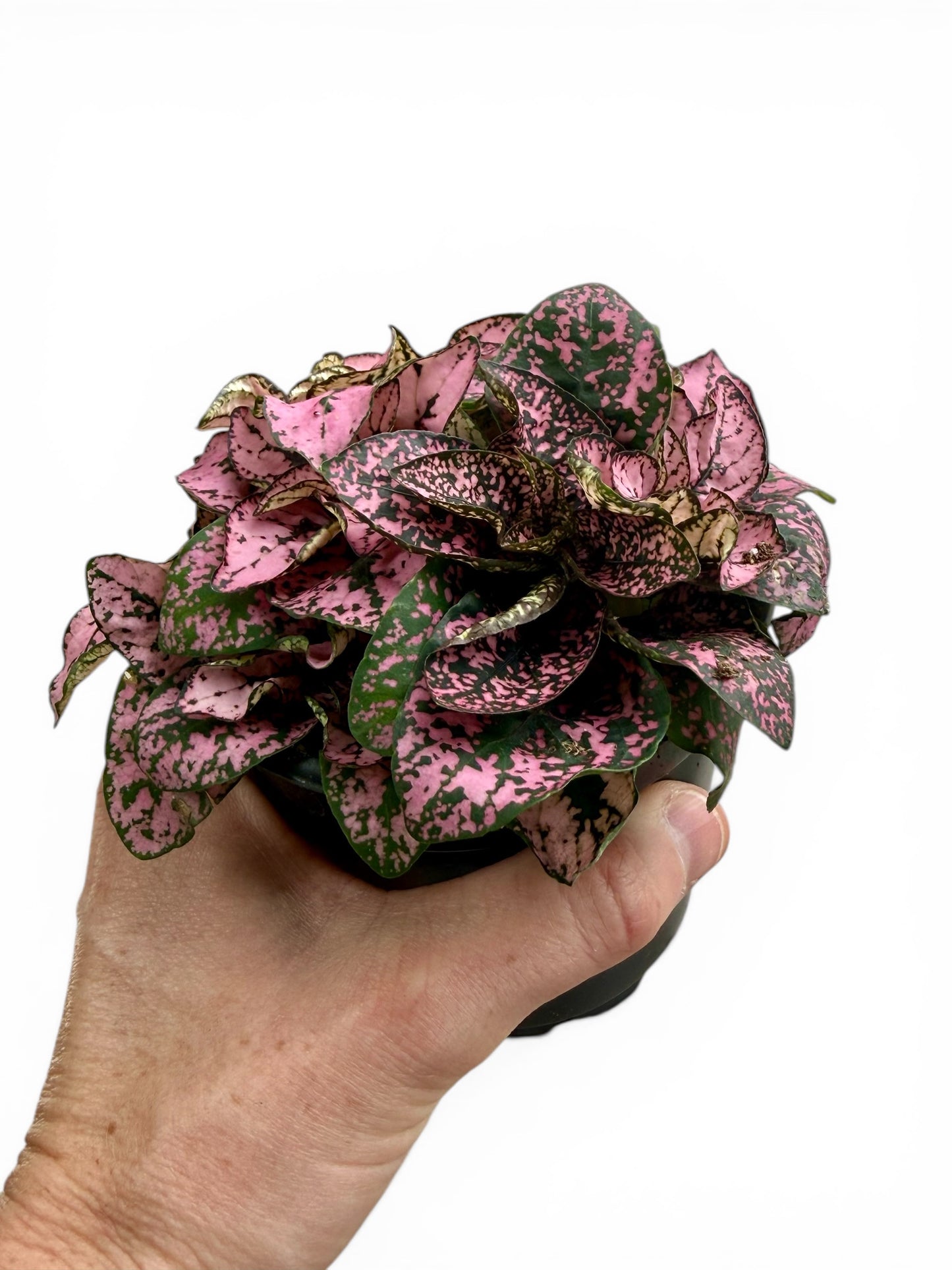 4" Hypoestes Assorted Colors