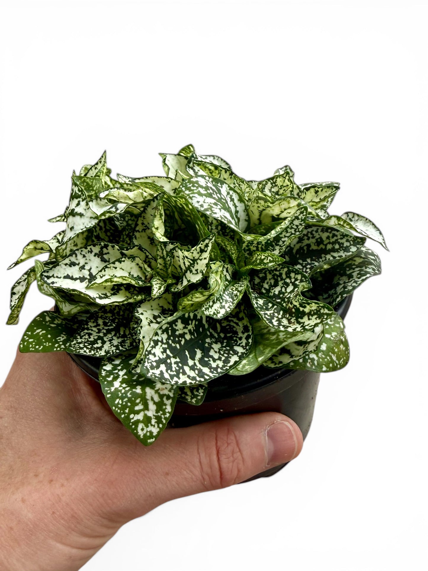4" Hypoestes Assorted Colors
