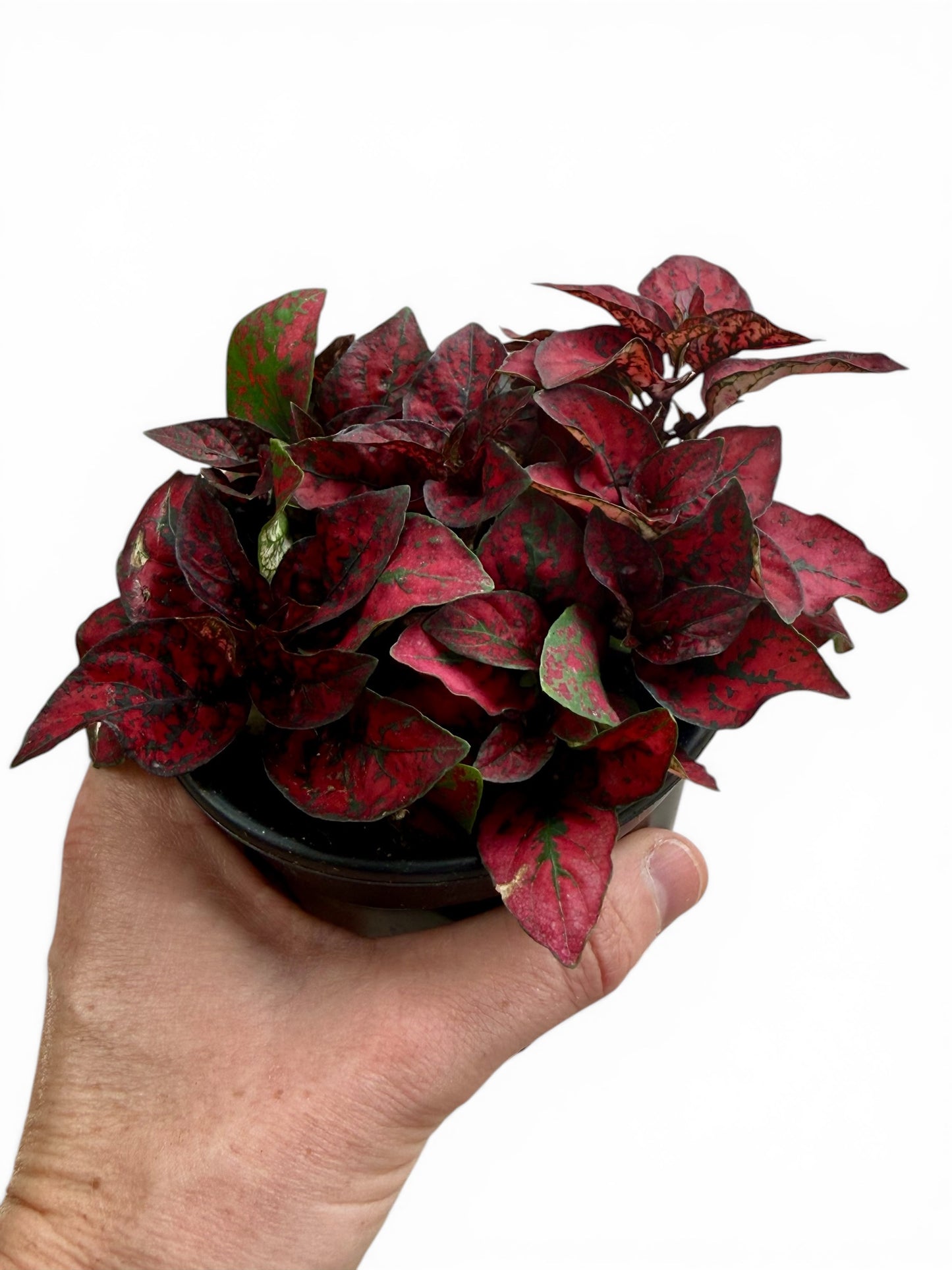4" Hypoestes Assorted Colors