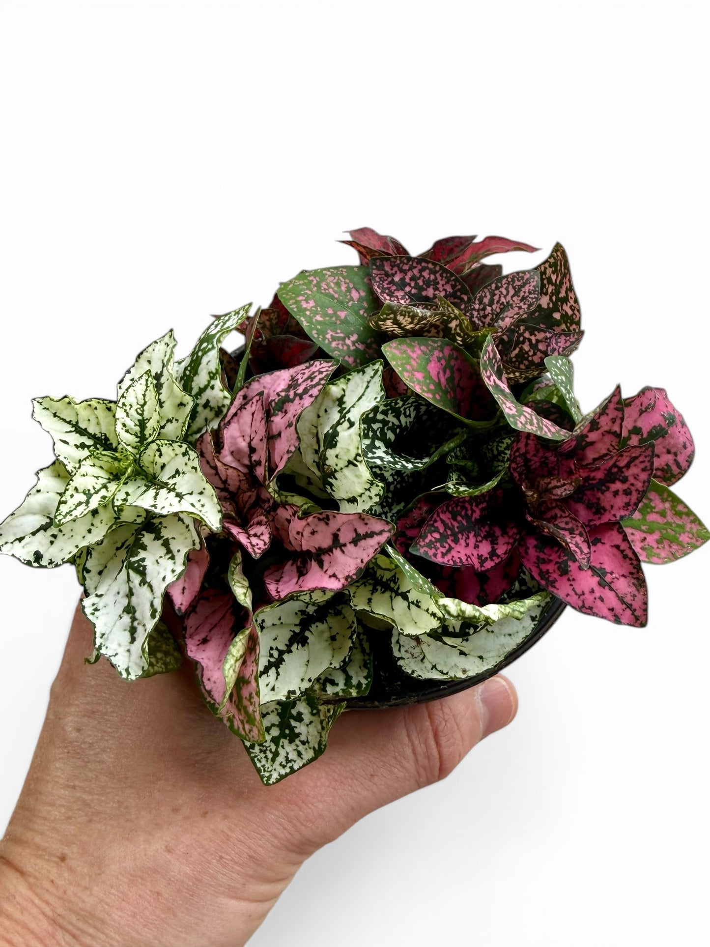 4" Hypoestes Assorted Colors