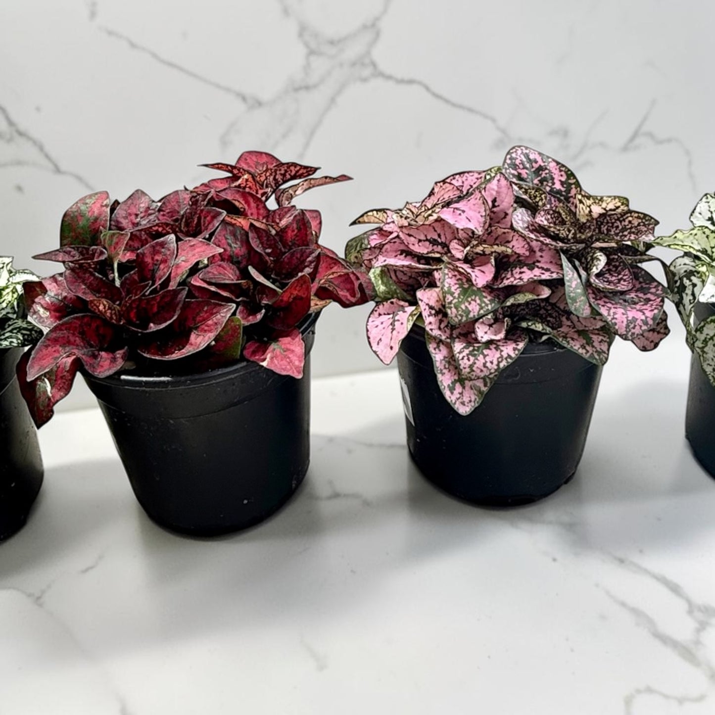 4" Hypoestes Assorted Colors