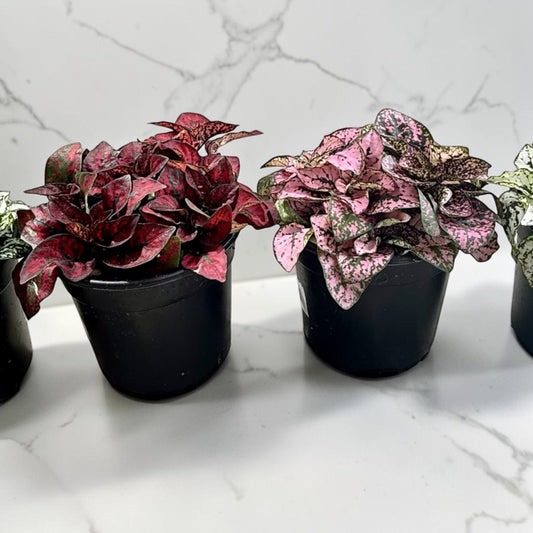 4" Hypoestes Assorted Colors