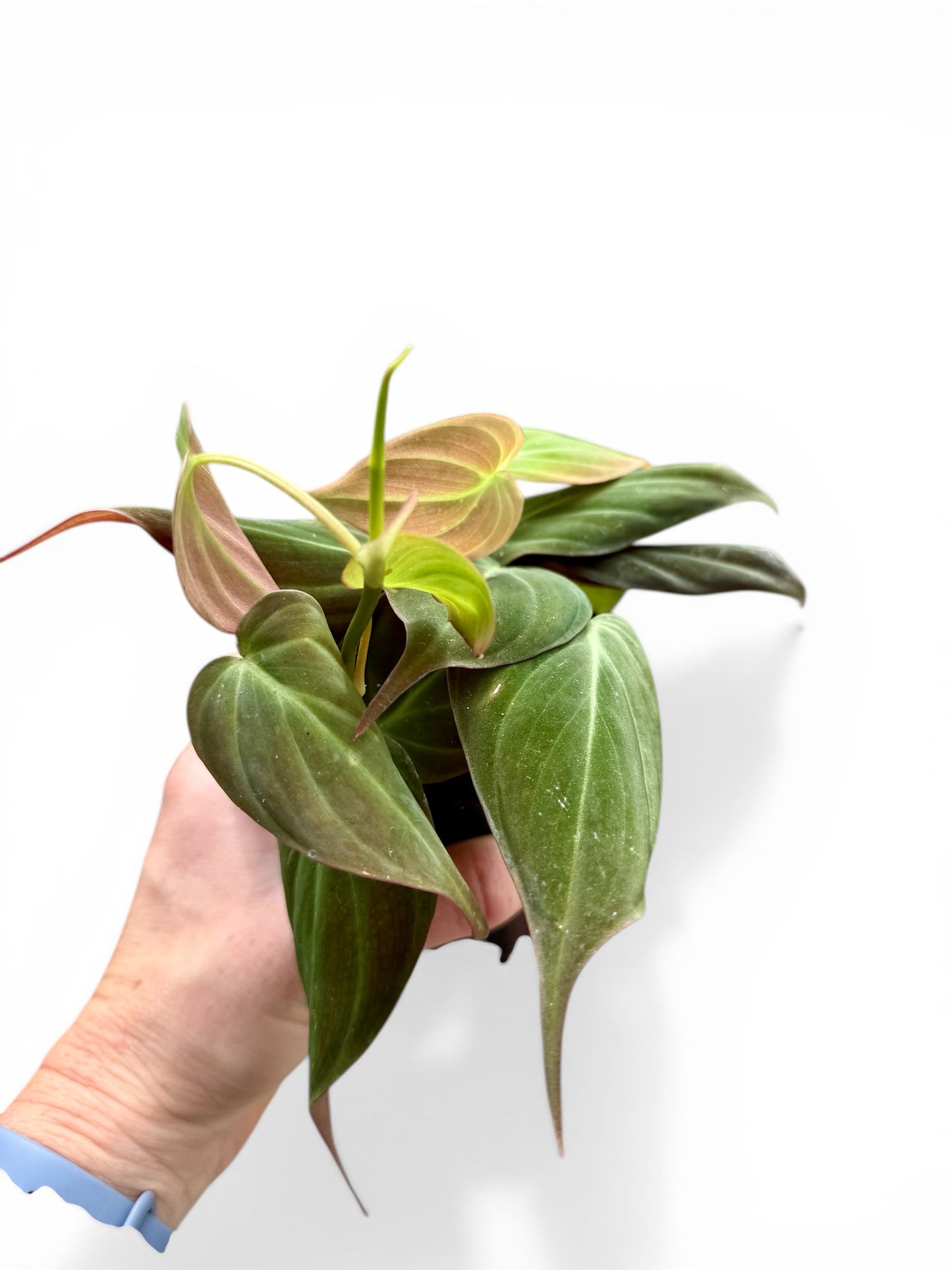 4" Philodendron Micans