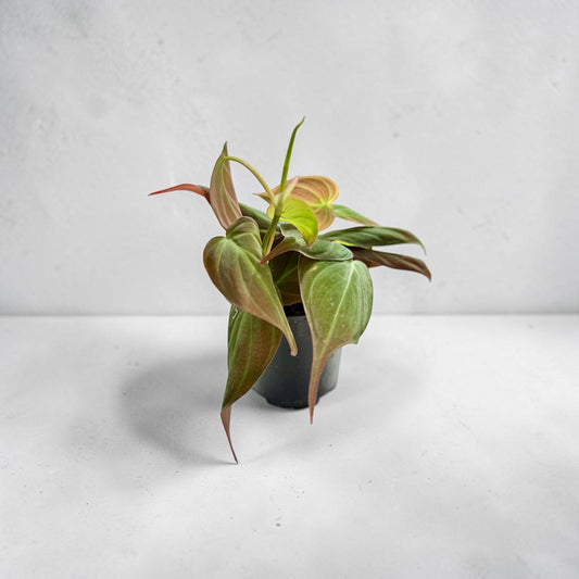 4" Philodendron Micans