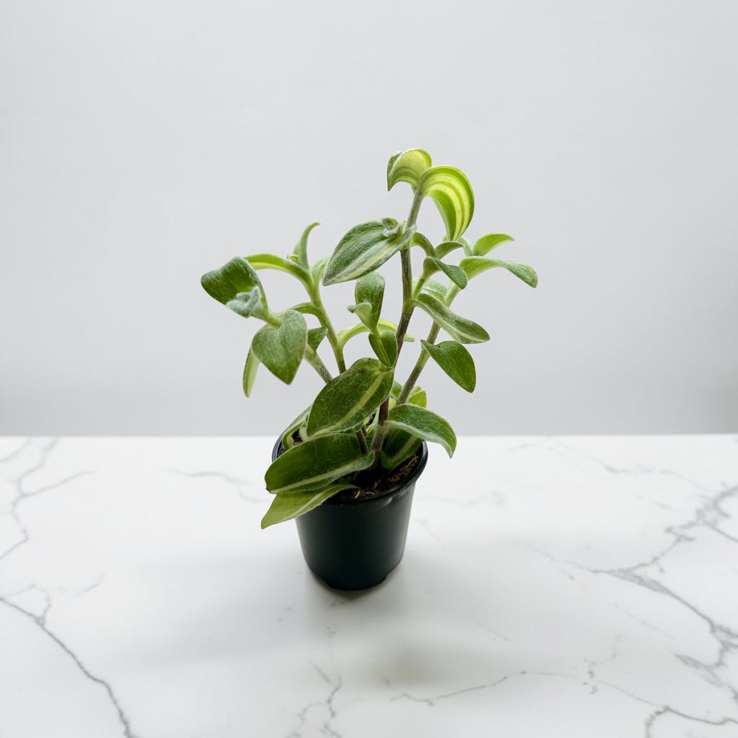 4" Tradescantia Velvet Moon