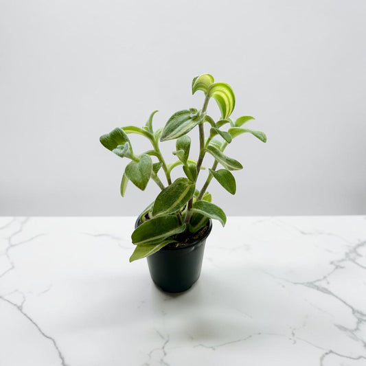 4" Tradescantia Velvet Moon