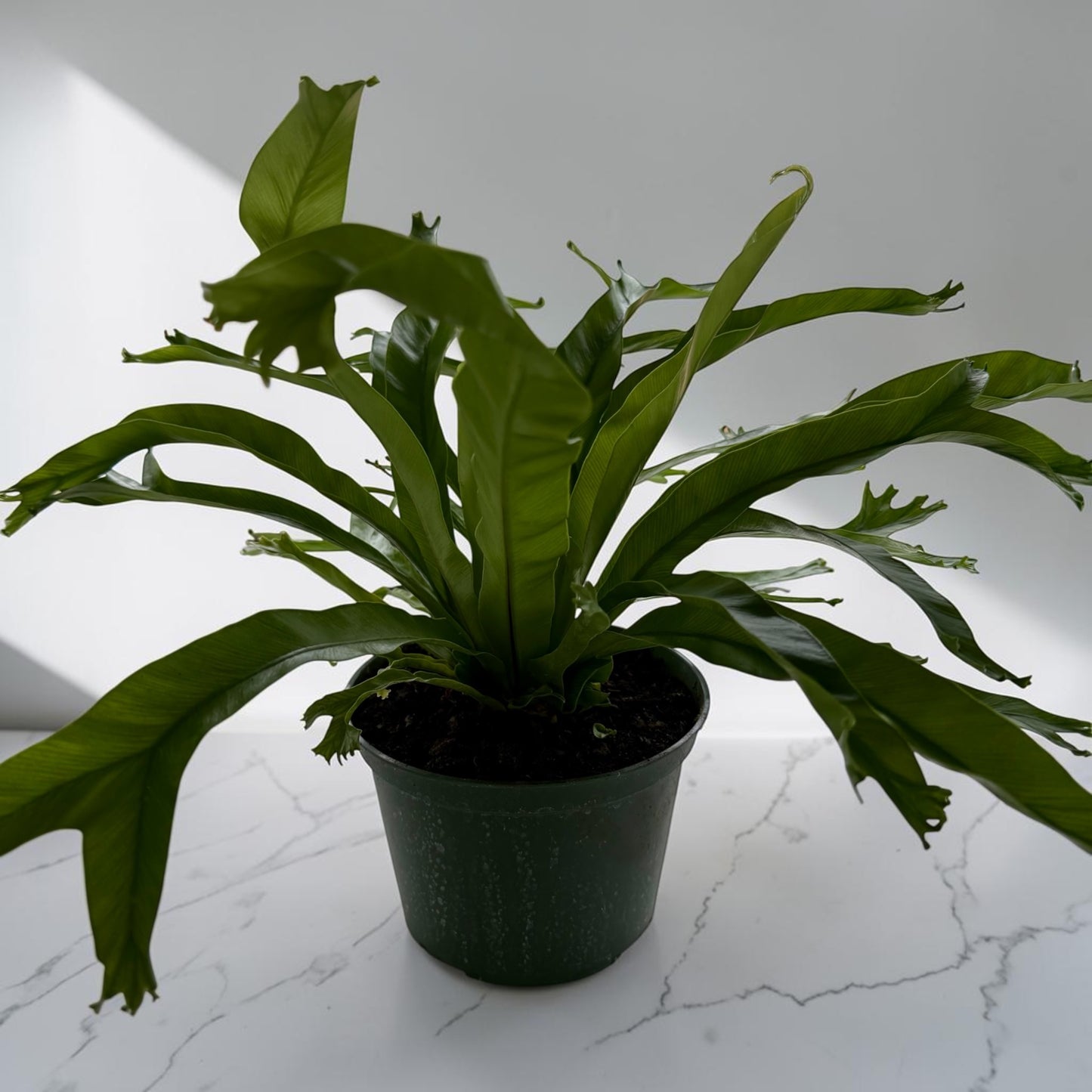 6" Fern Birdnest Crissie