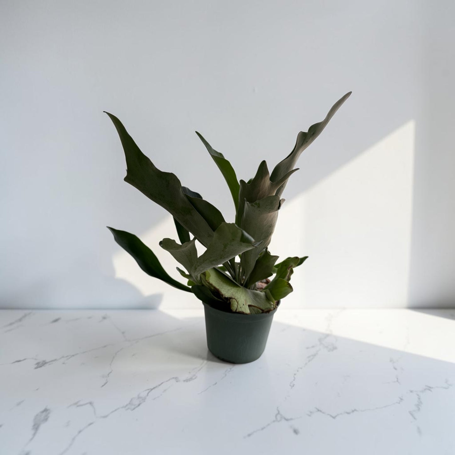 6" Fern Staghorn