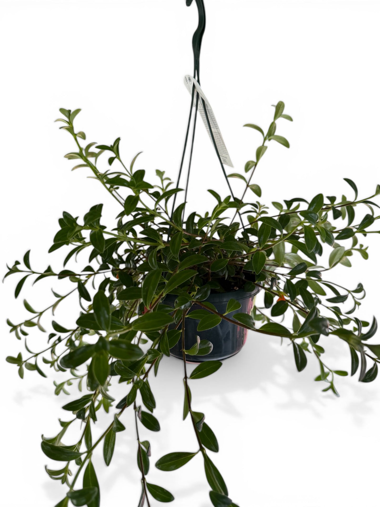 6" Nematanthus Goldfish Hanging Basket