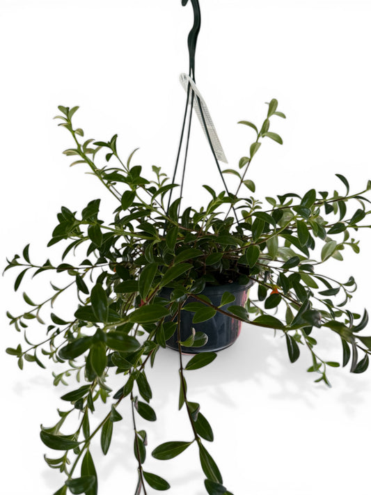 6" Nematanthus Goldfish Hanging Basket