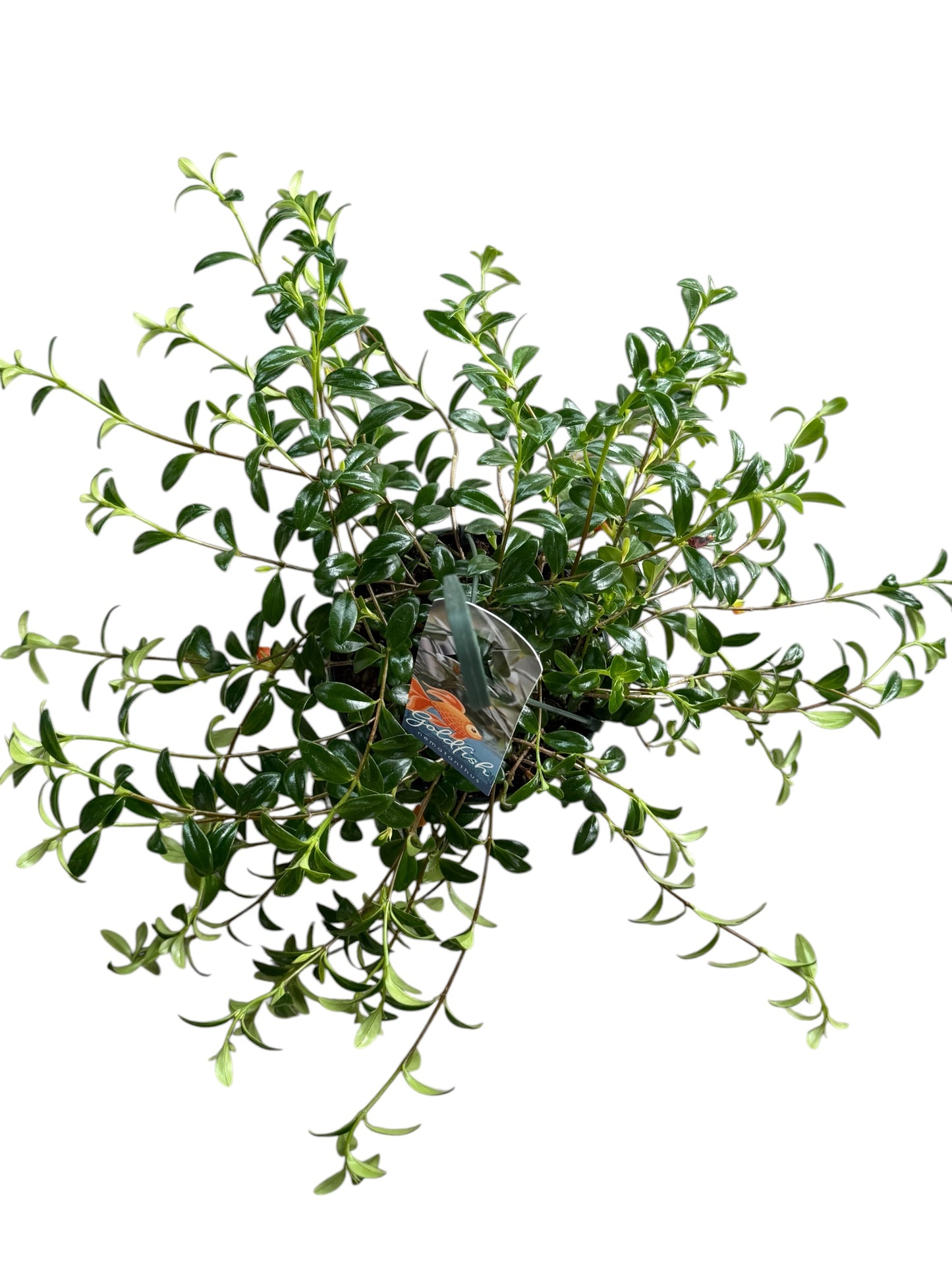 6" Nematanthus Goldfish Hanging Basket