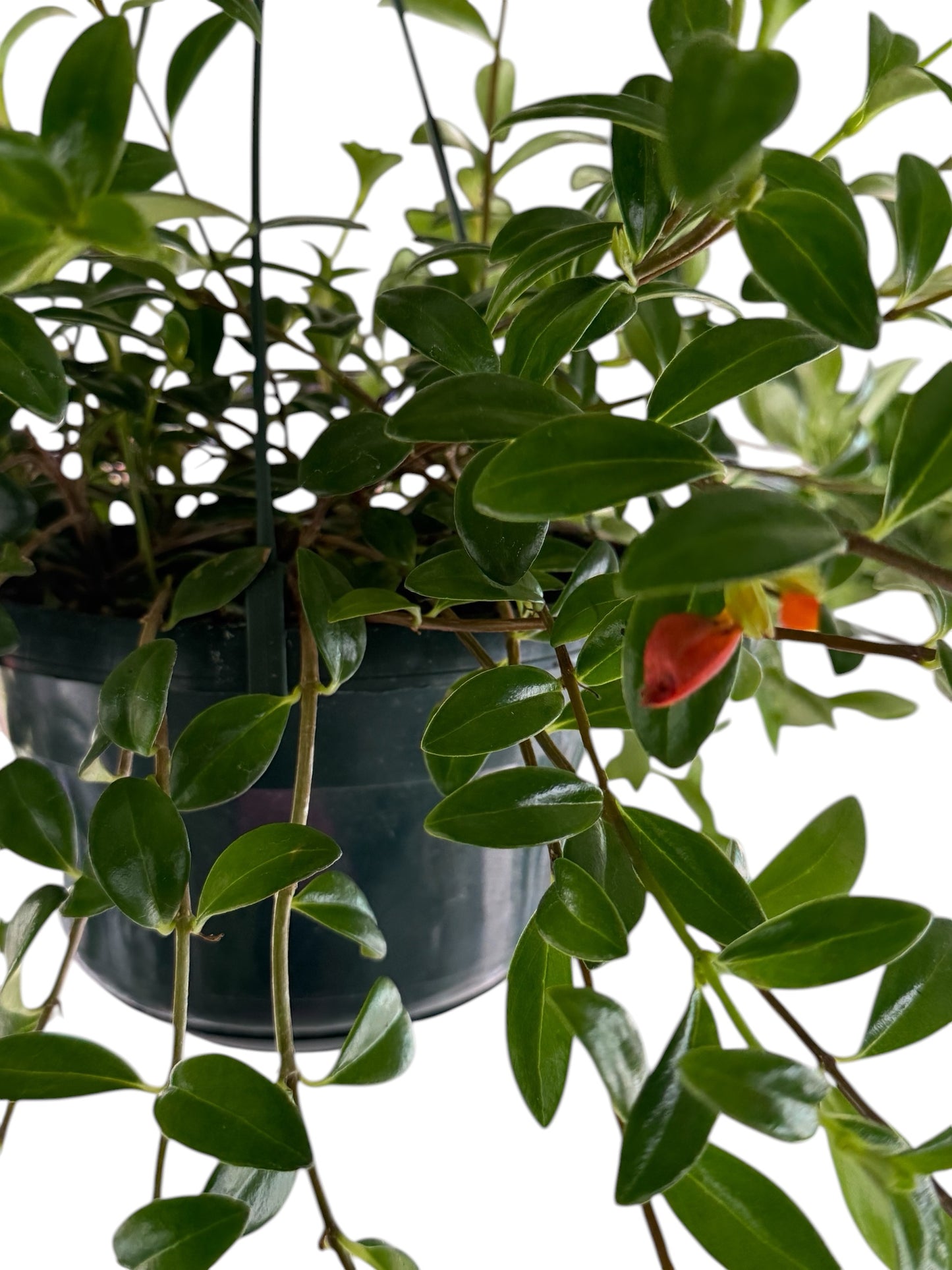 6" Nematanthus Goldfish Hanging Basket