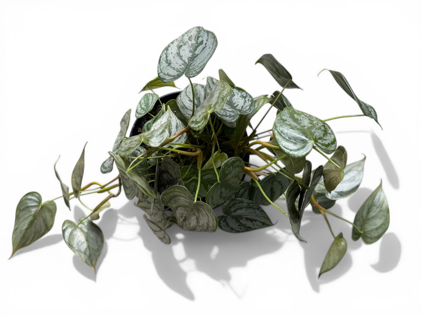 6" Philodendron Brandtianum