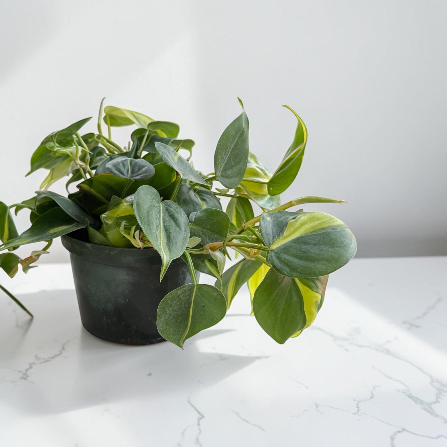6" Philodendron Brasil
