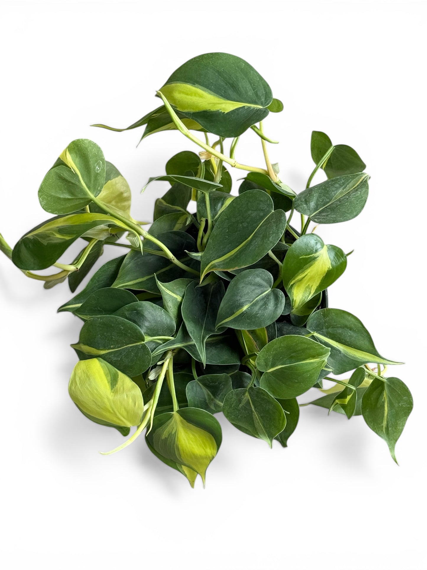 6" Philodendron Brasil