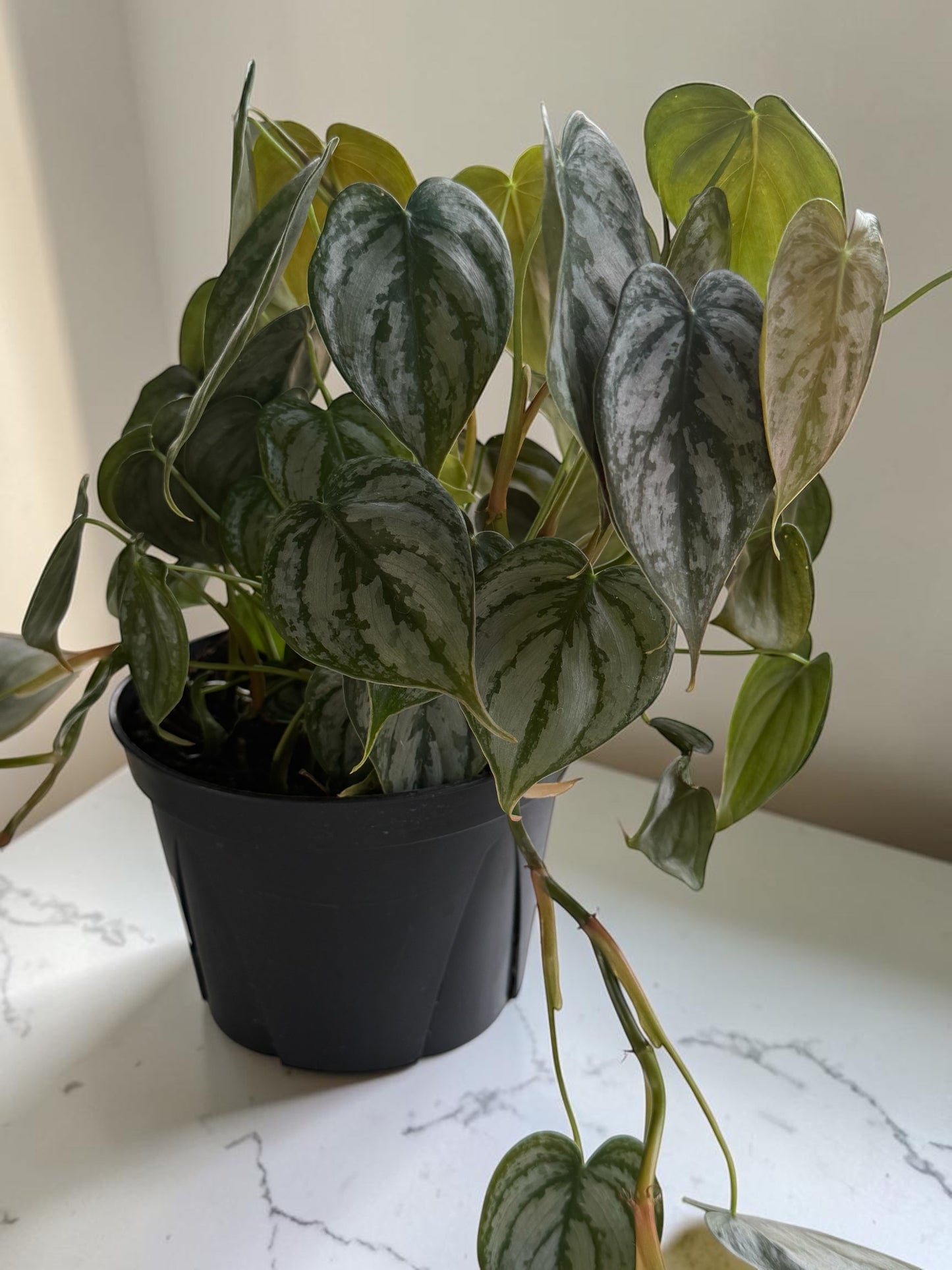 6" Philodendron Brandtianum