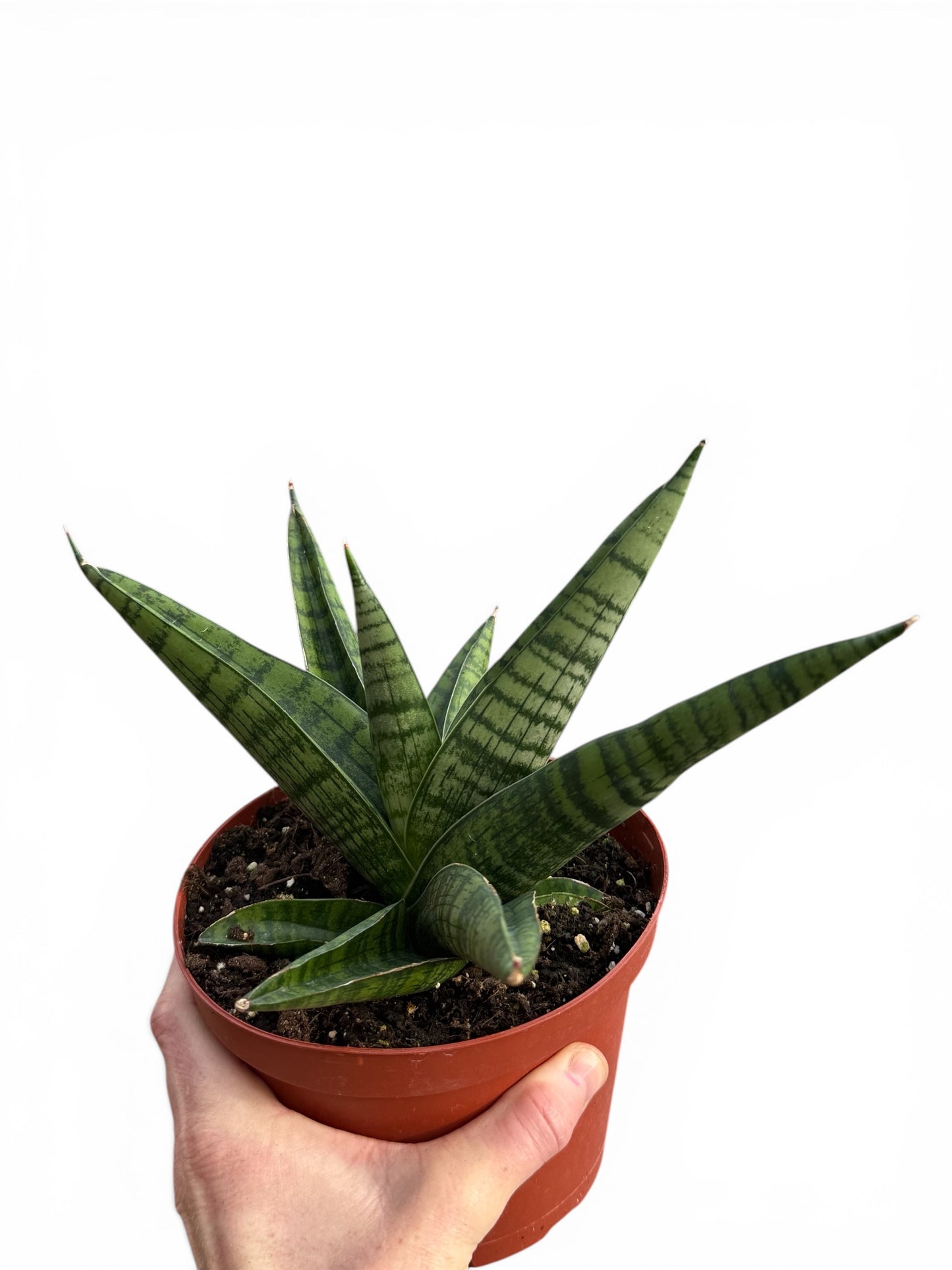 6" Sansevieria Gojo Natural
