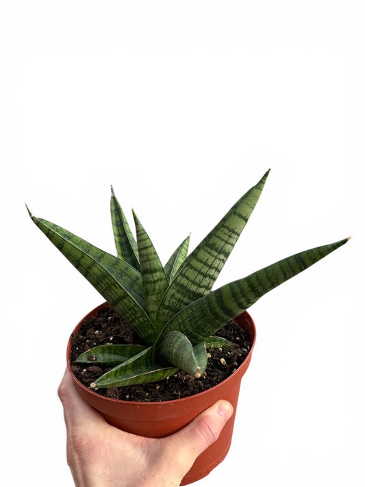 6" Sansevieria Gojo Natural