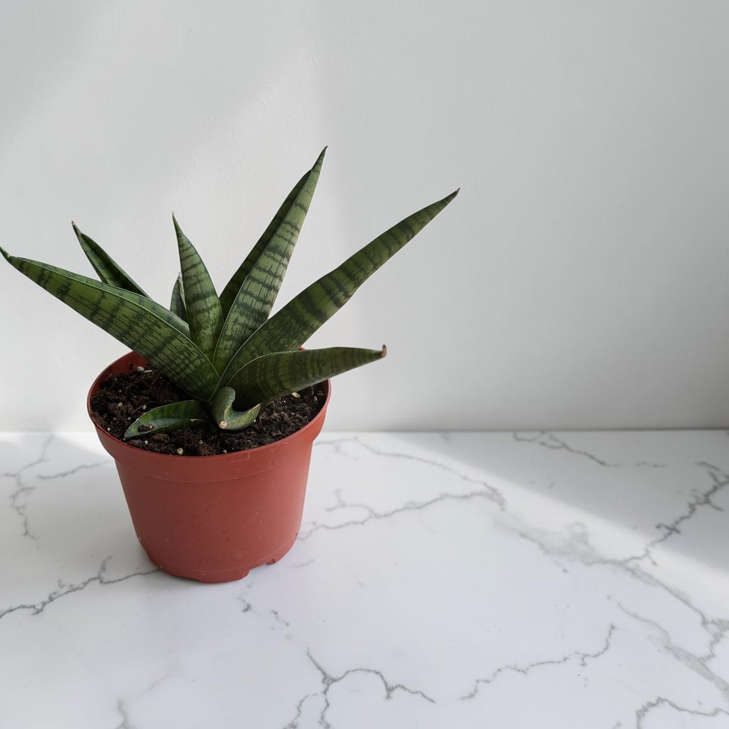 6" Sansevieria Gojo Natural