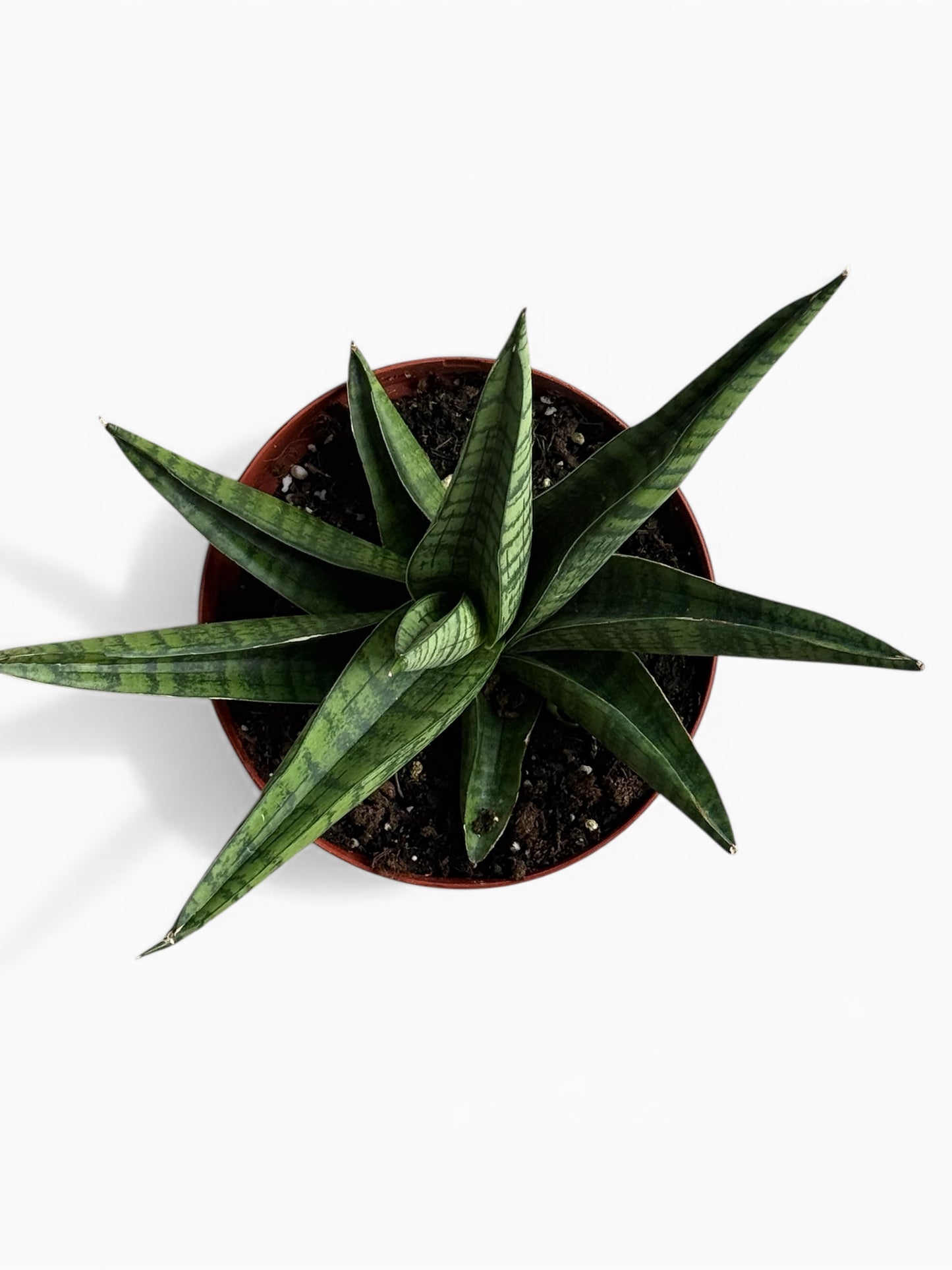 6" Sansevieria Gojo Natural