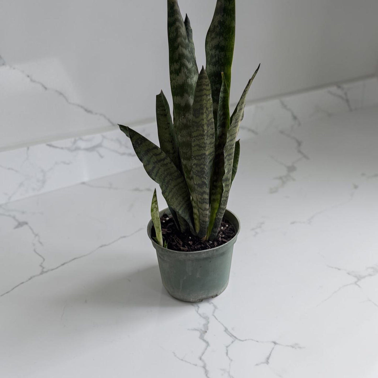 6" Sansevieria Zeylanica