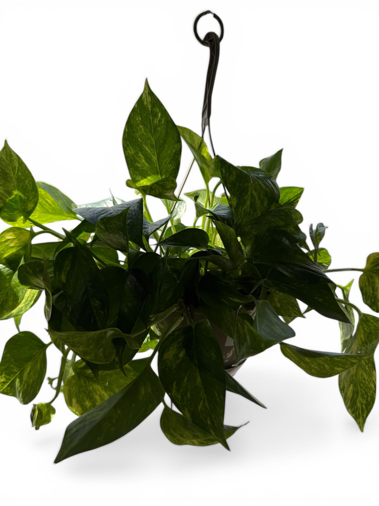 8" Pothos Churchhill Hanging Basket