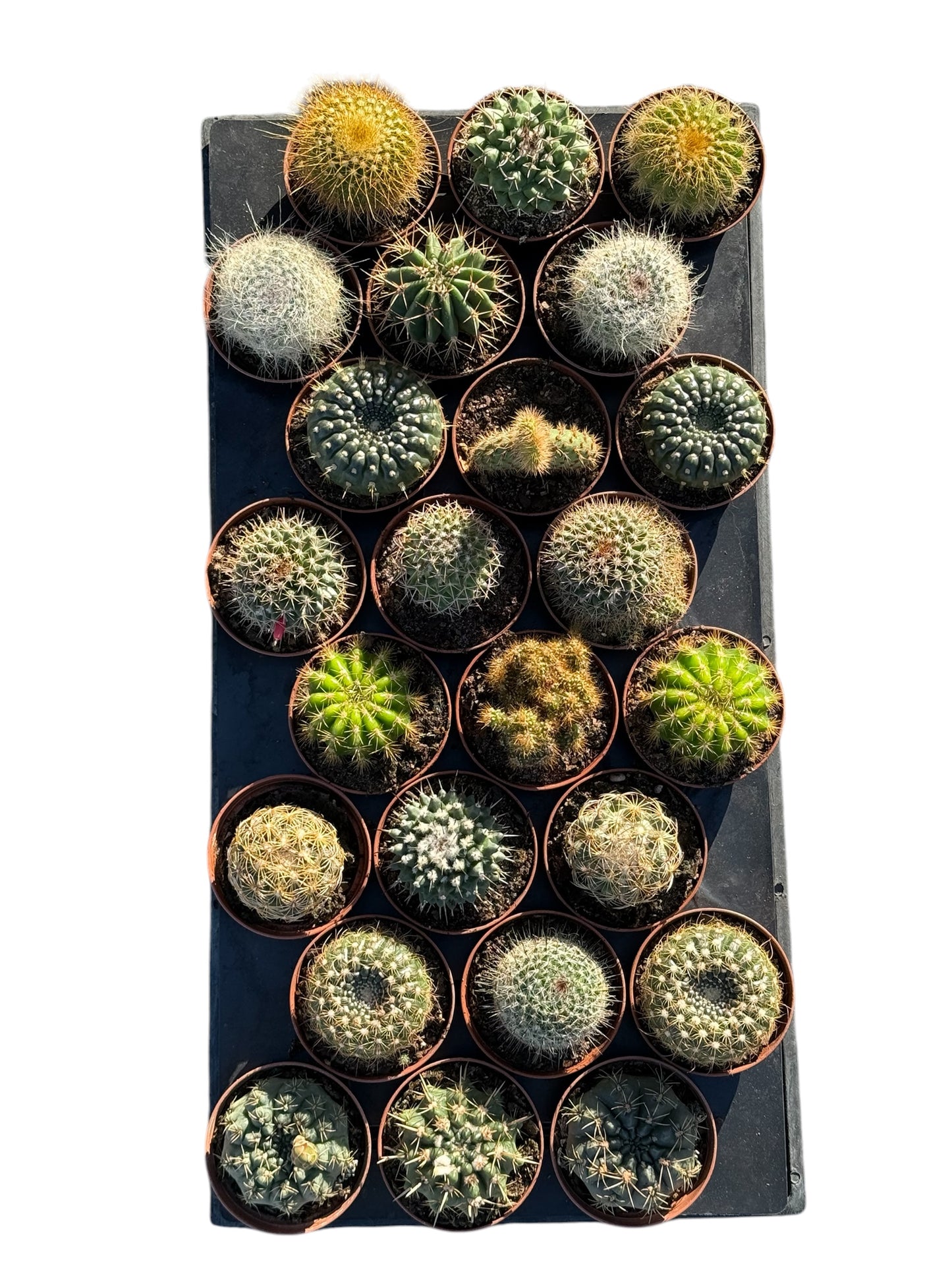 3" Assorted Cactus