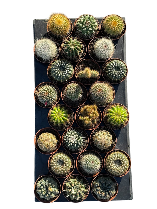 3" Assorted Cactus