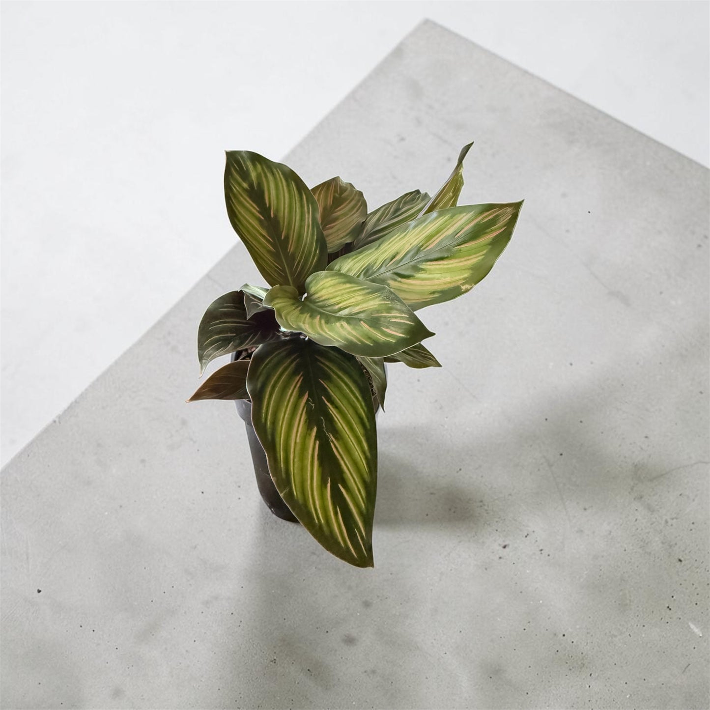 4" Calathea Beauty Star