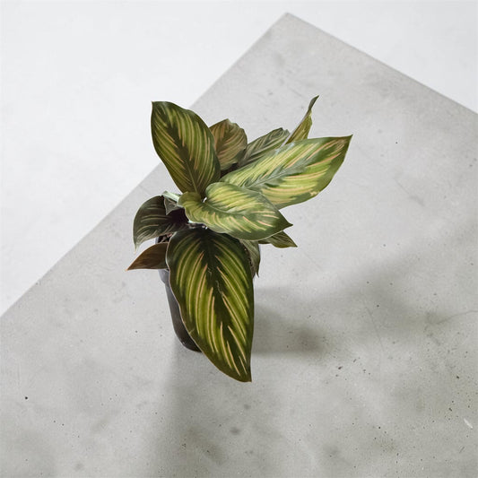 4" Calathea Beauty Star