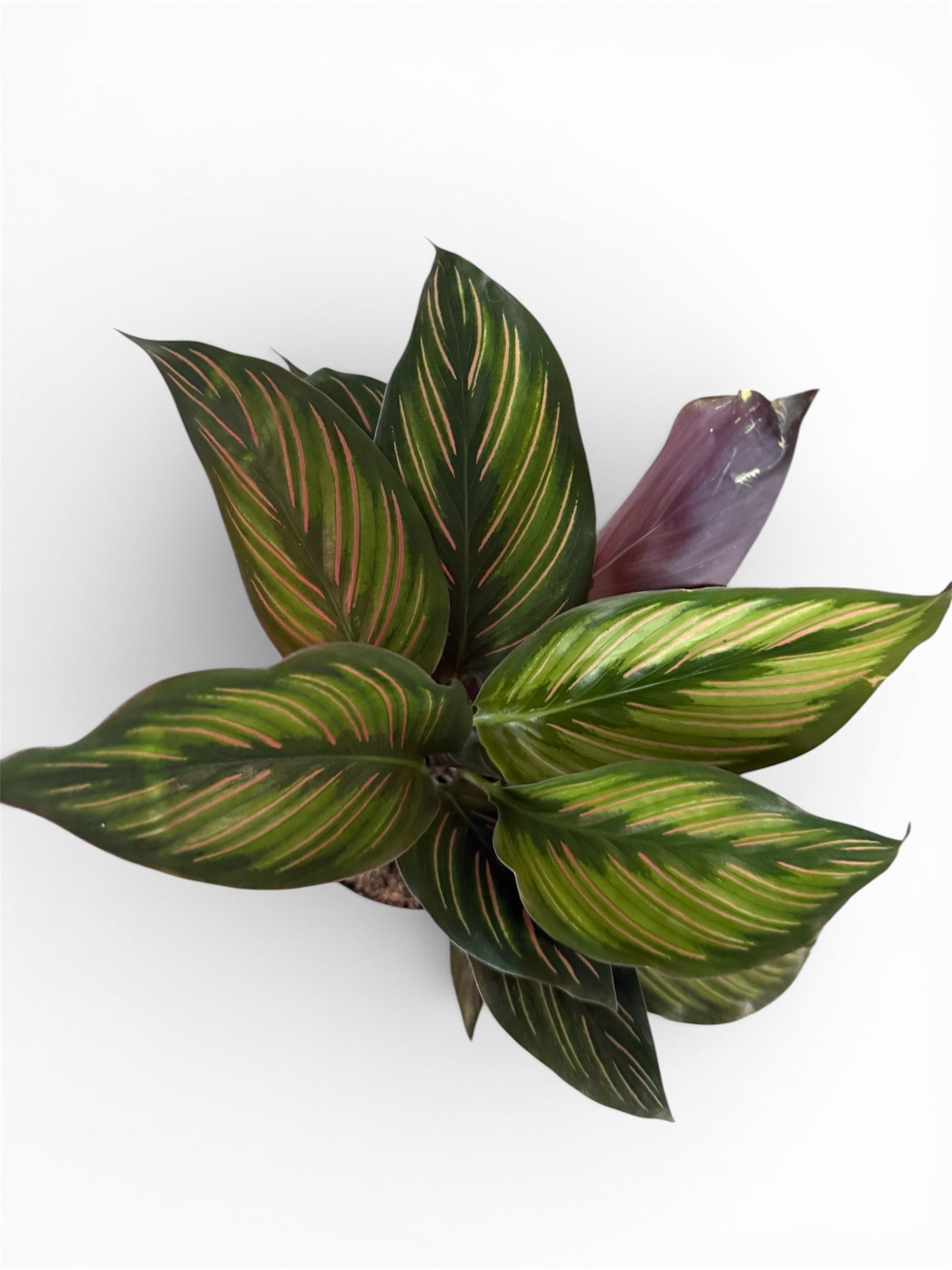 4" Calathea Beauty Star