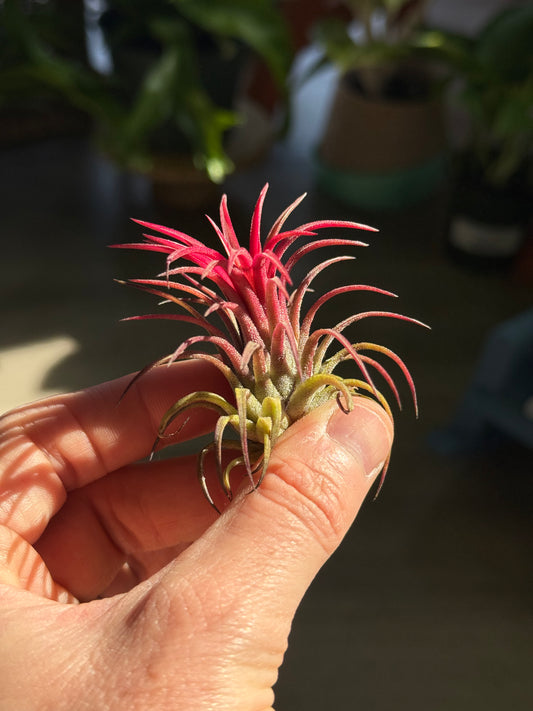 TILLANDSIA  IONANTHA FUEGO REGULAR