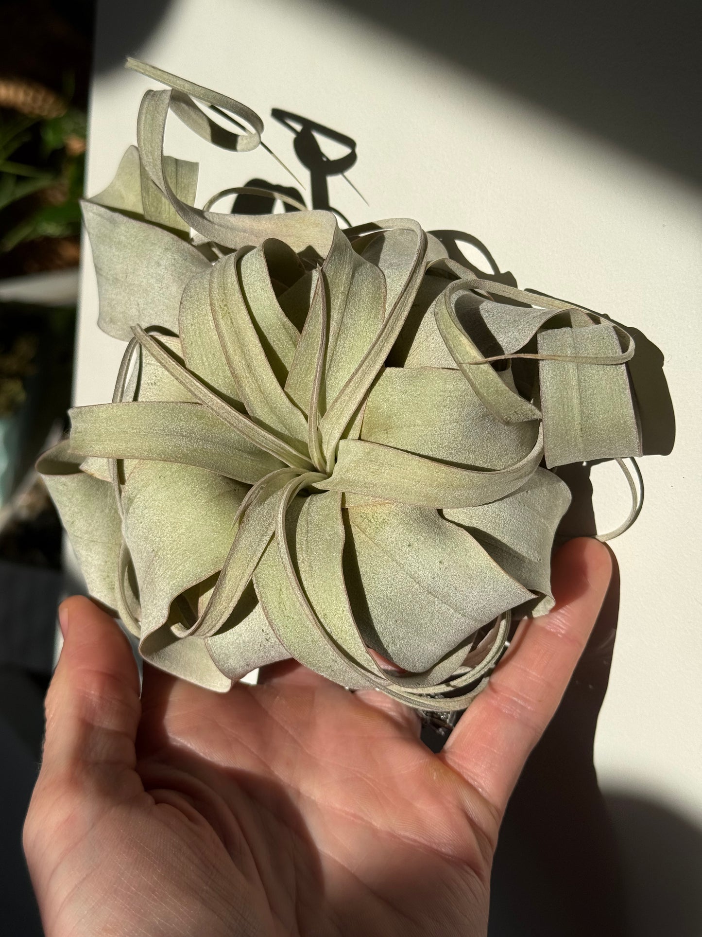 TILLANDSIA XEROGRAPHICA mini 4”