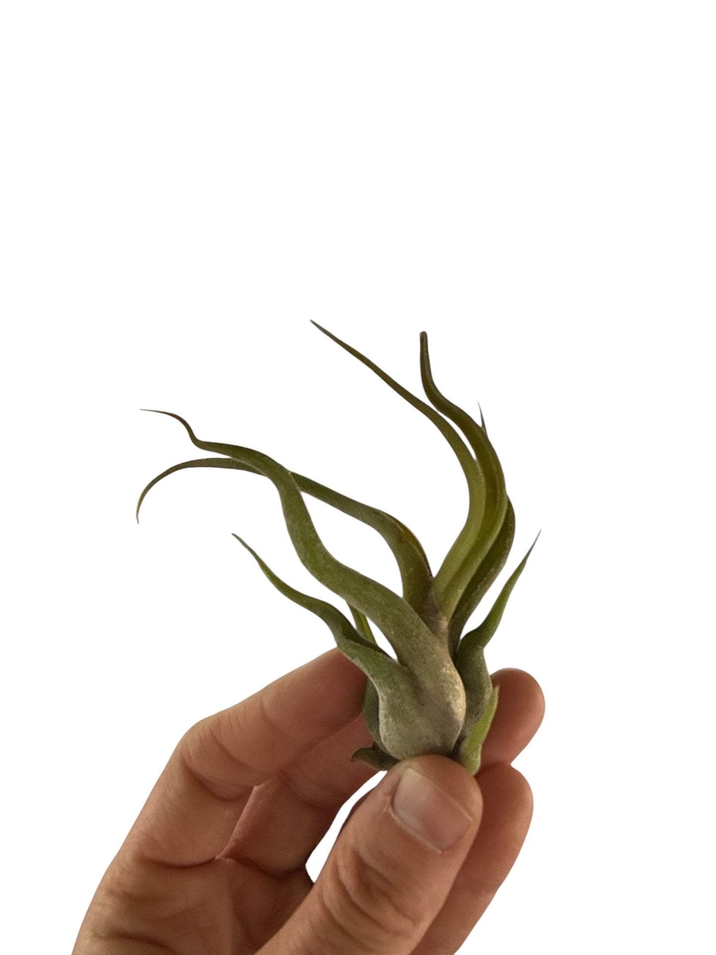 TILLANDSIA CAPUT MEDUSAE (small)
