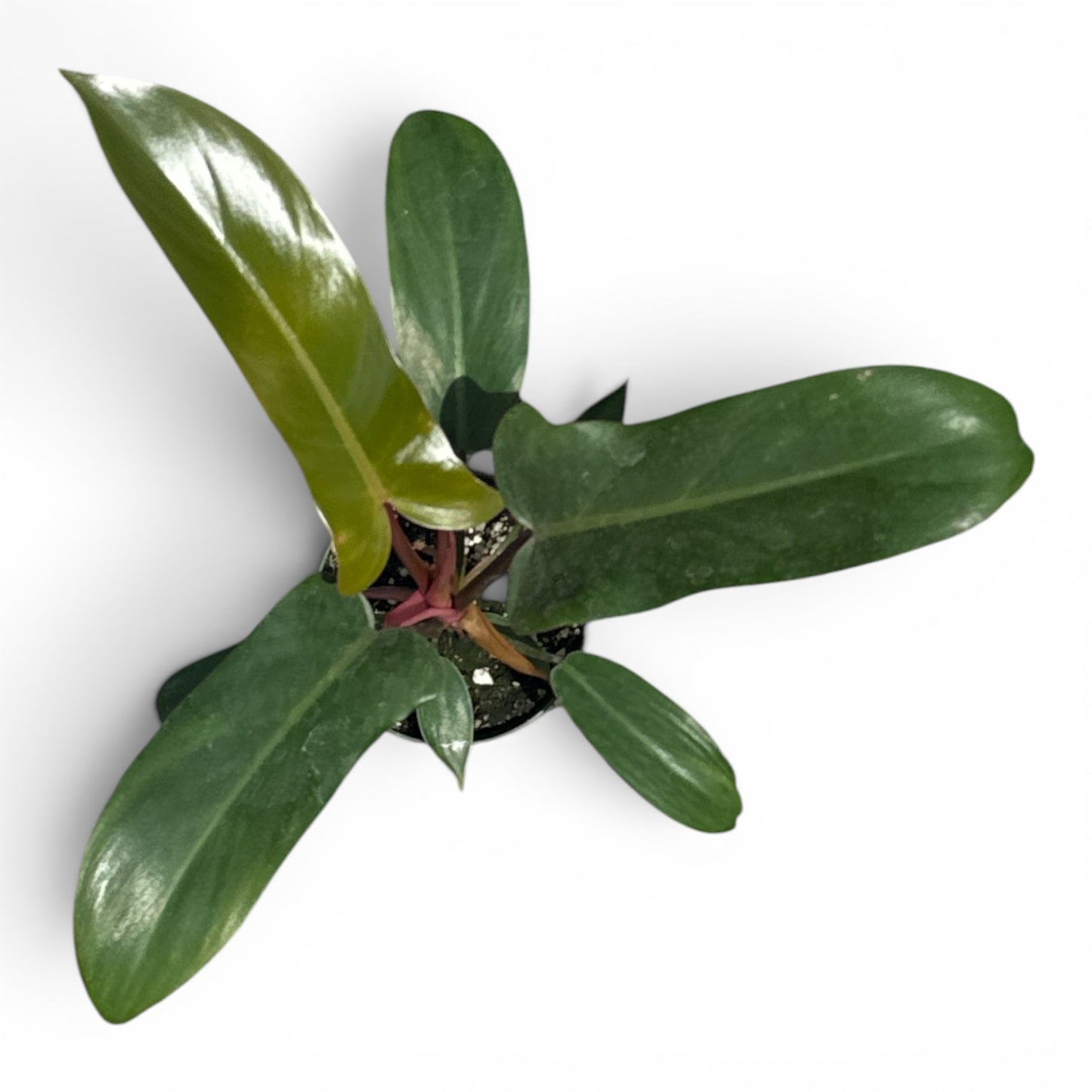 4” Philodendron Florida Bronze