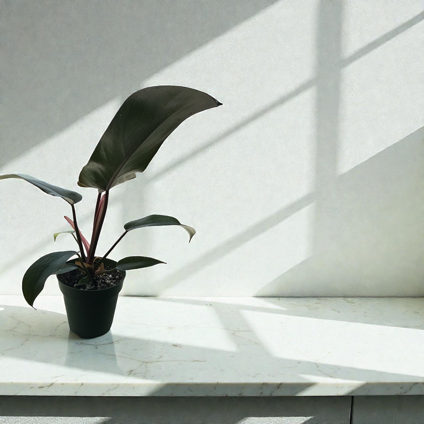 4” Philodendron Florida Bronze