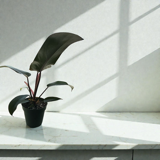 4” Philodendron Florida Bronze