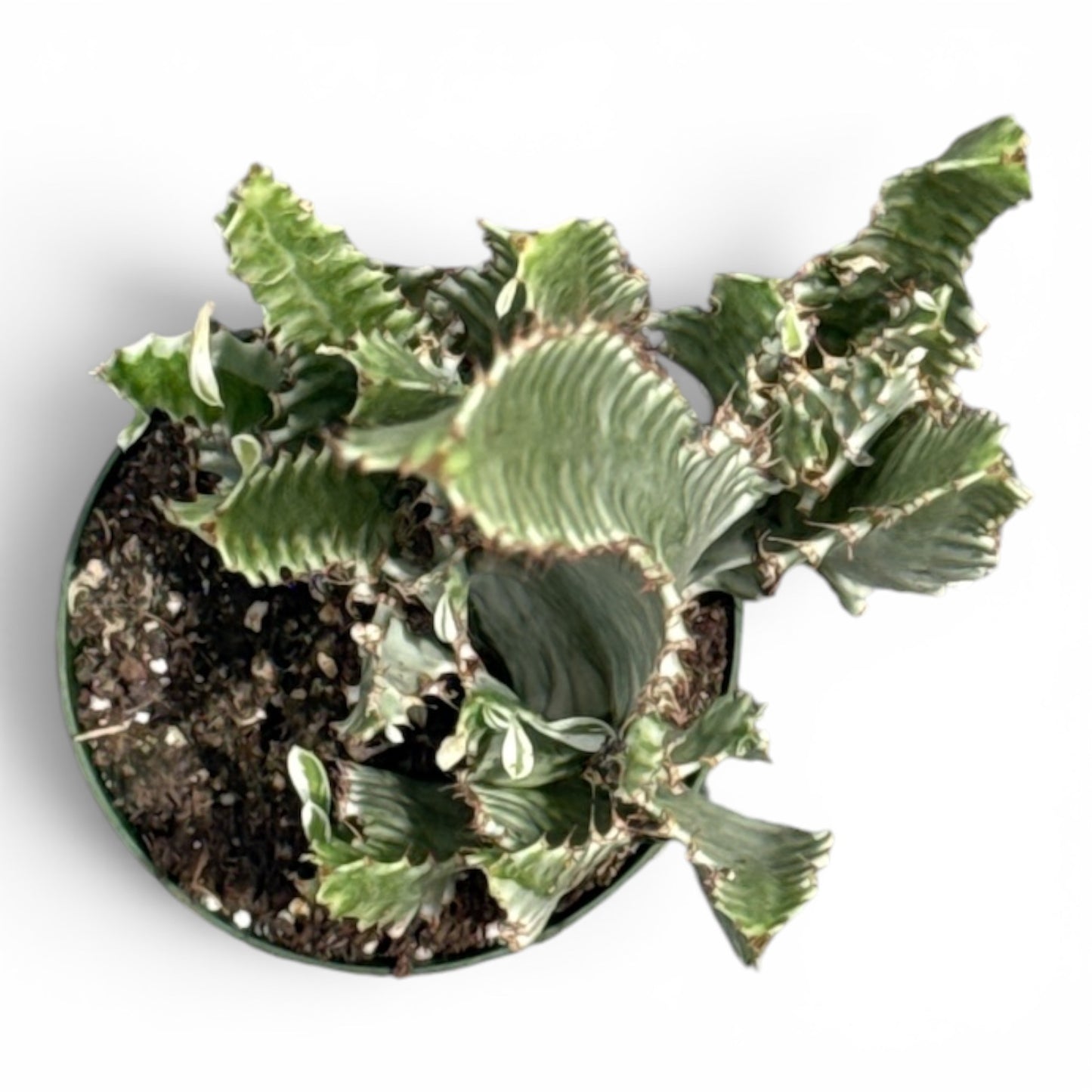 4” Succulent Euphorbia Mottled Spurge