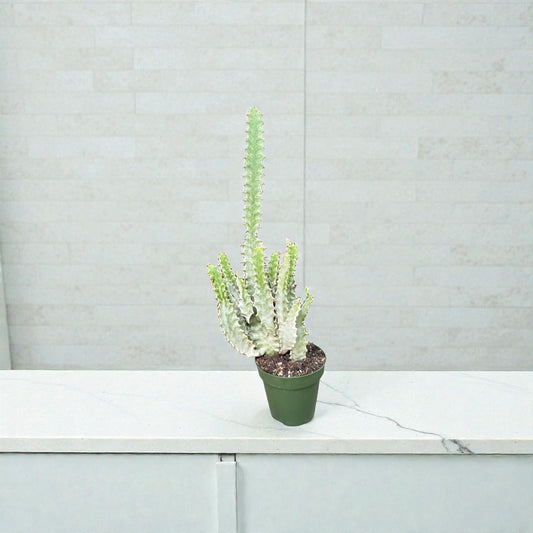4” Succulent Euphorbia Mottled Spurge