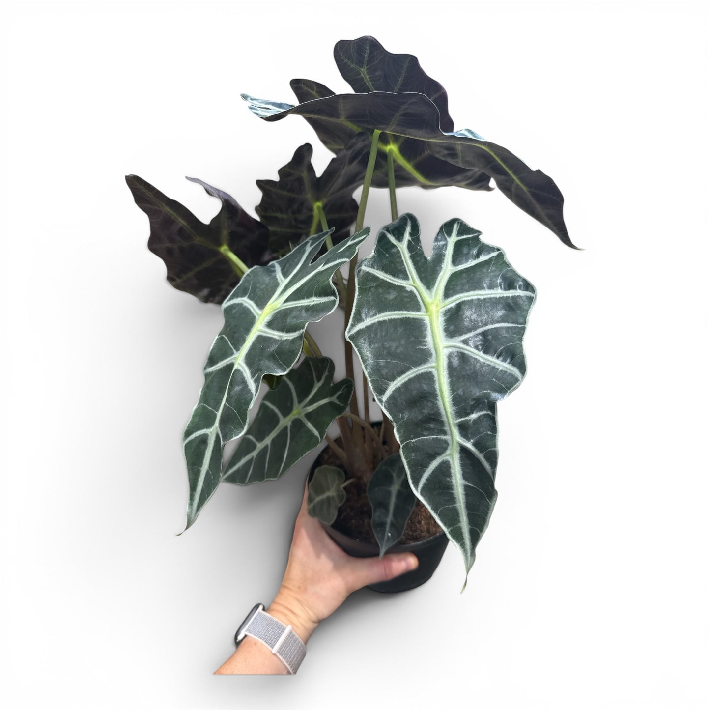 6” Alocasia Polly