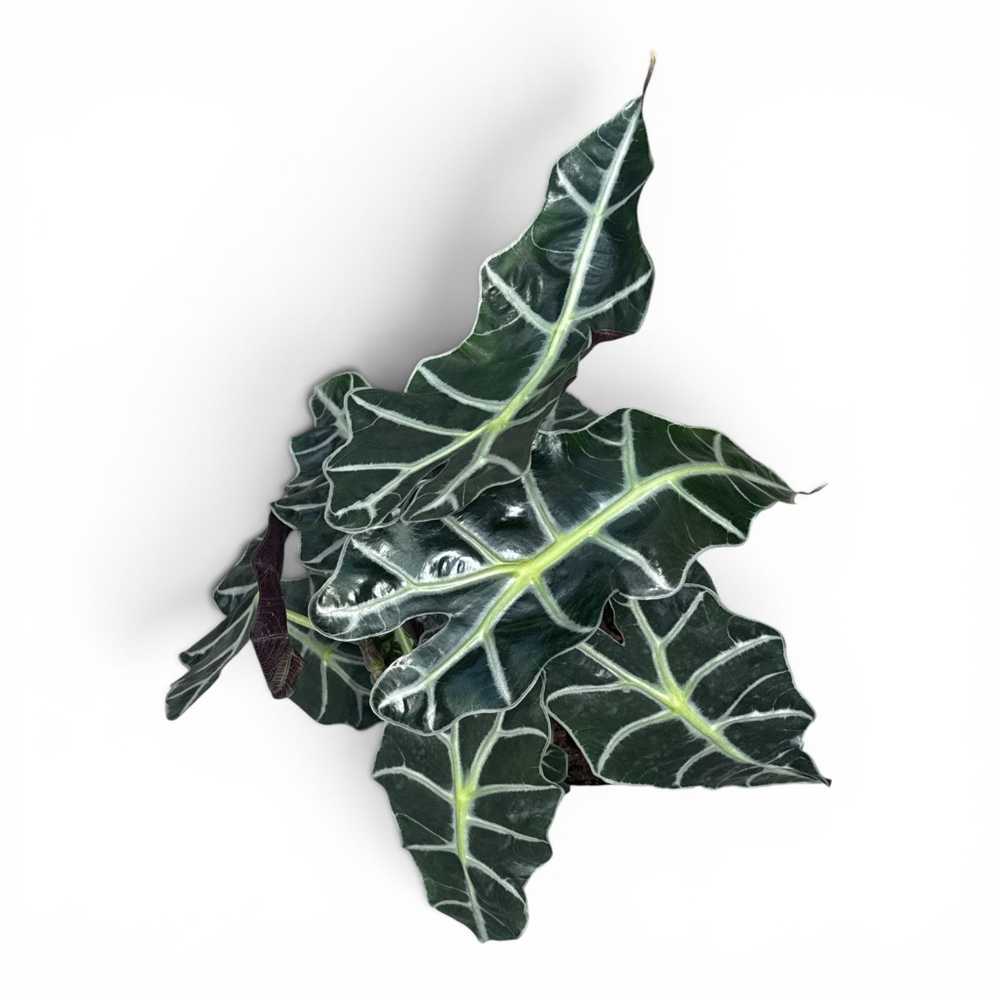 6” Alocasia Polly