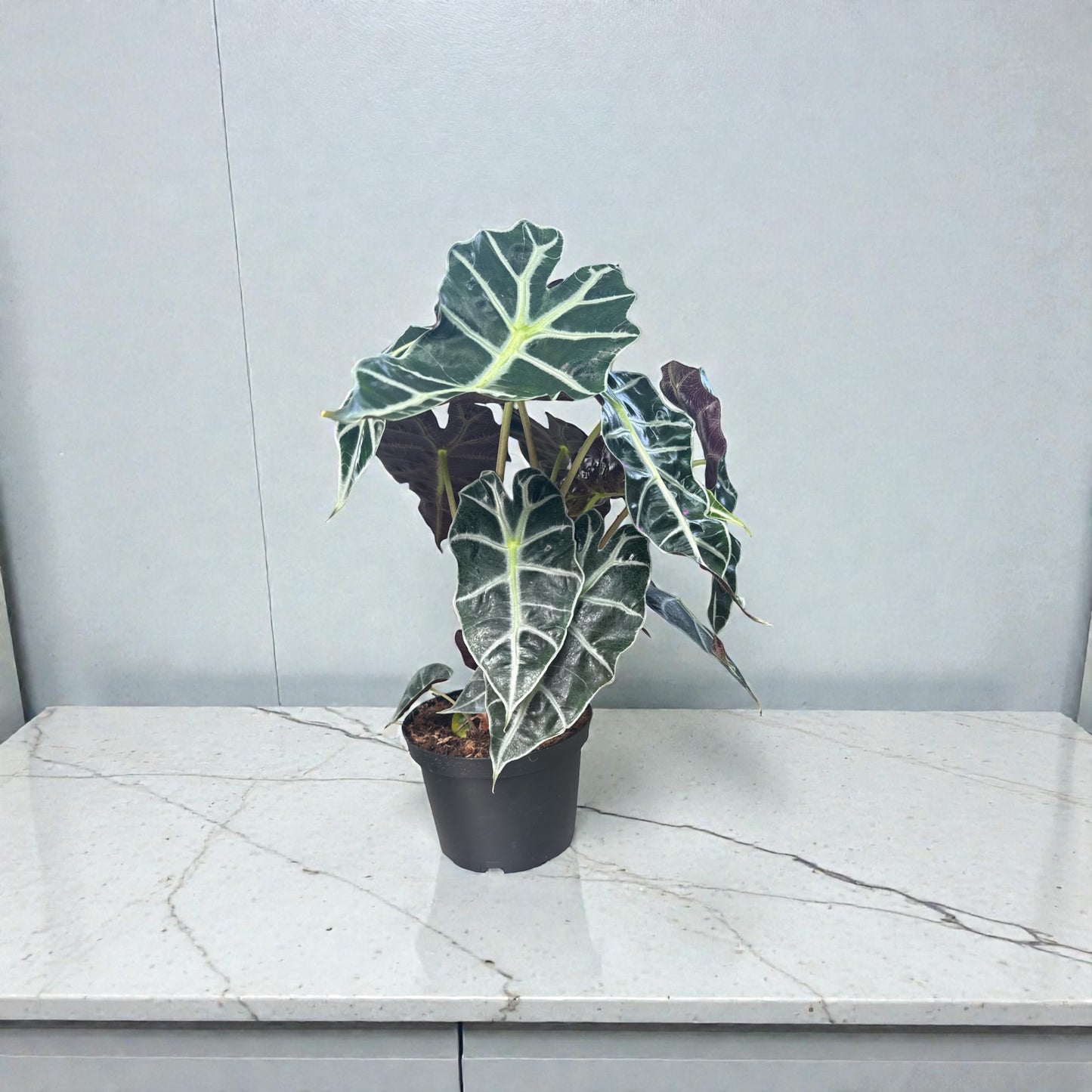 6” Alocasia Polly