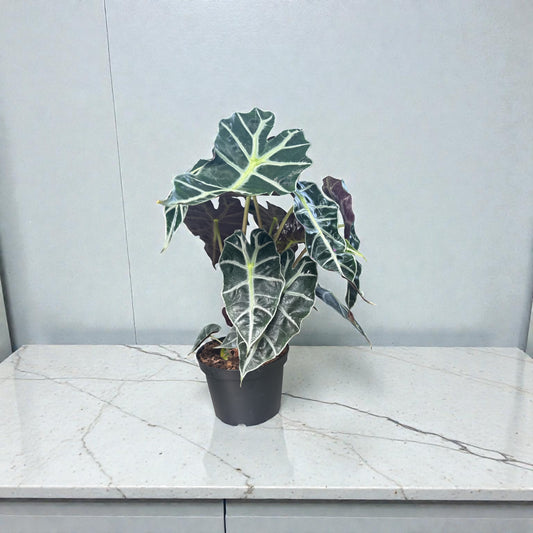 6” Alocasia Polly