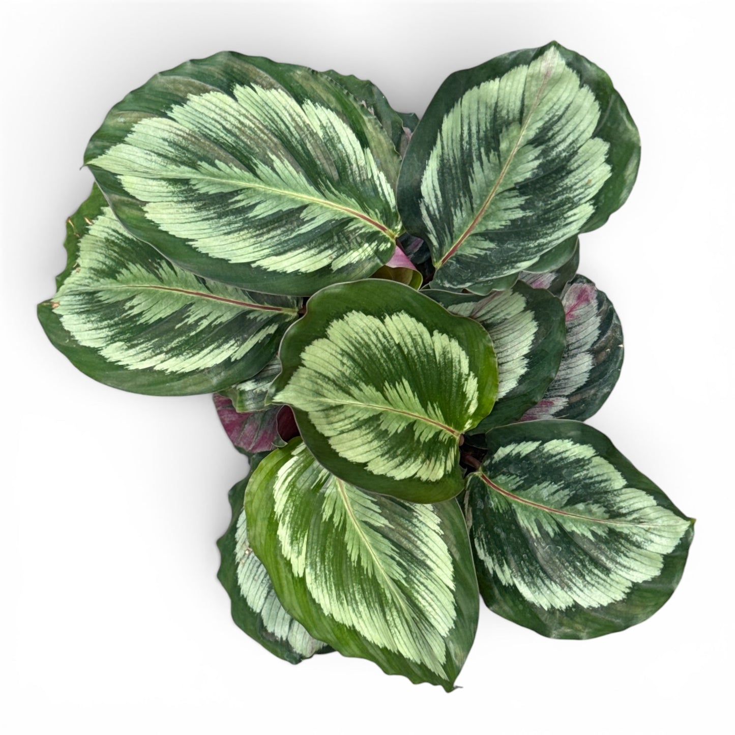 6” Calathea Marion