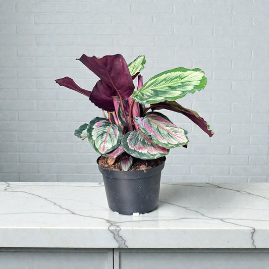 6” Calathea Marion