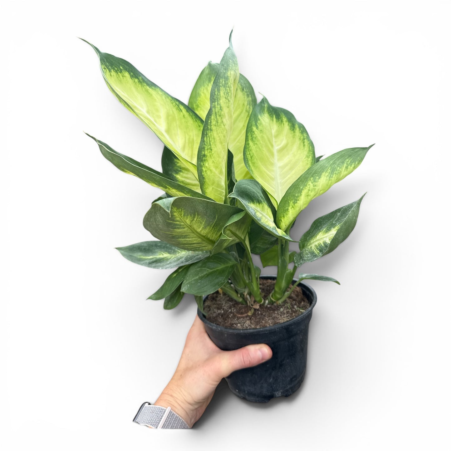 6” Dieffenbachia Tropical Marianne