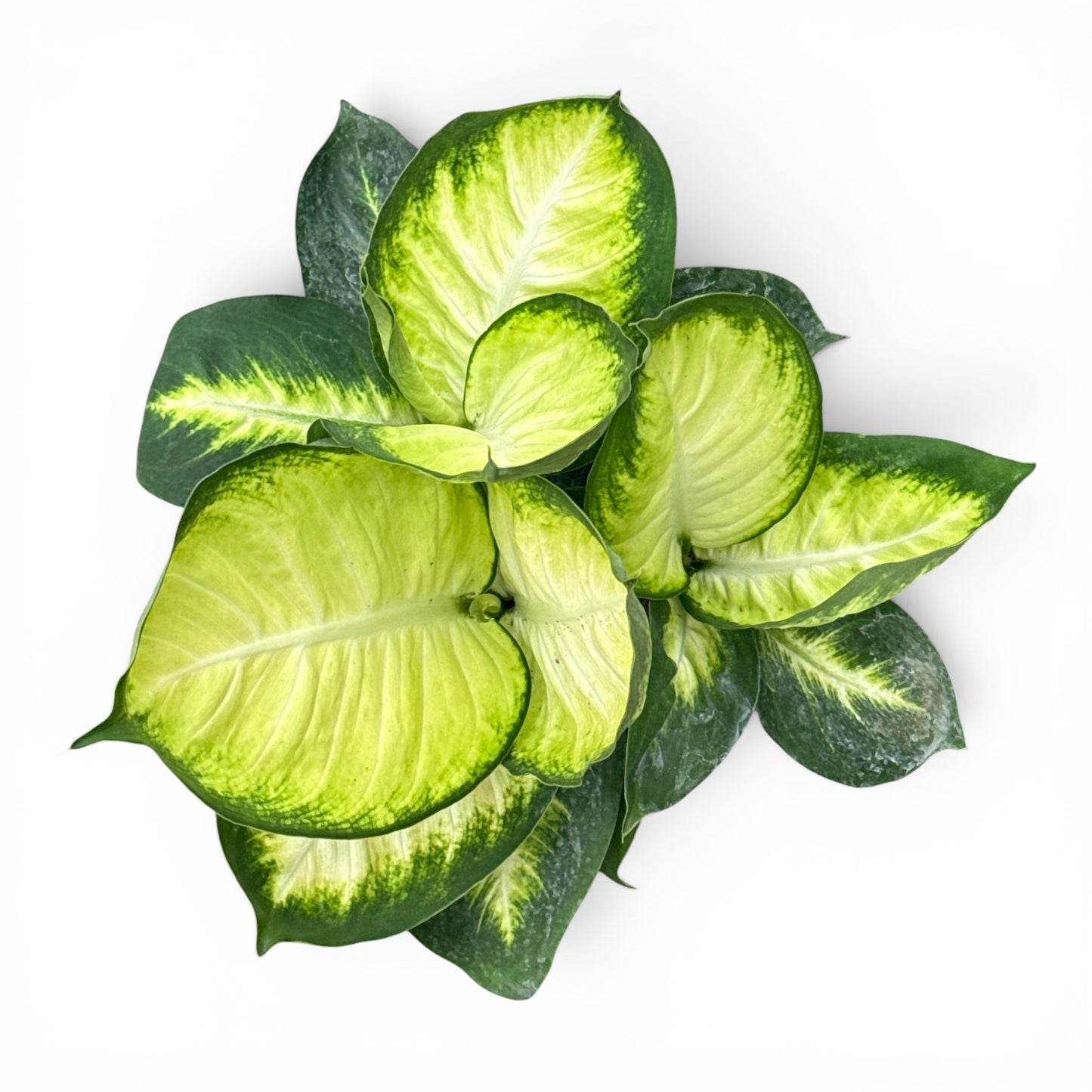 6” Dieffenbachia Tropical Marianne