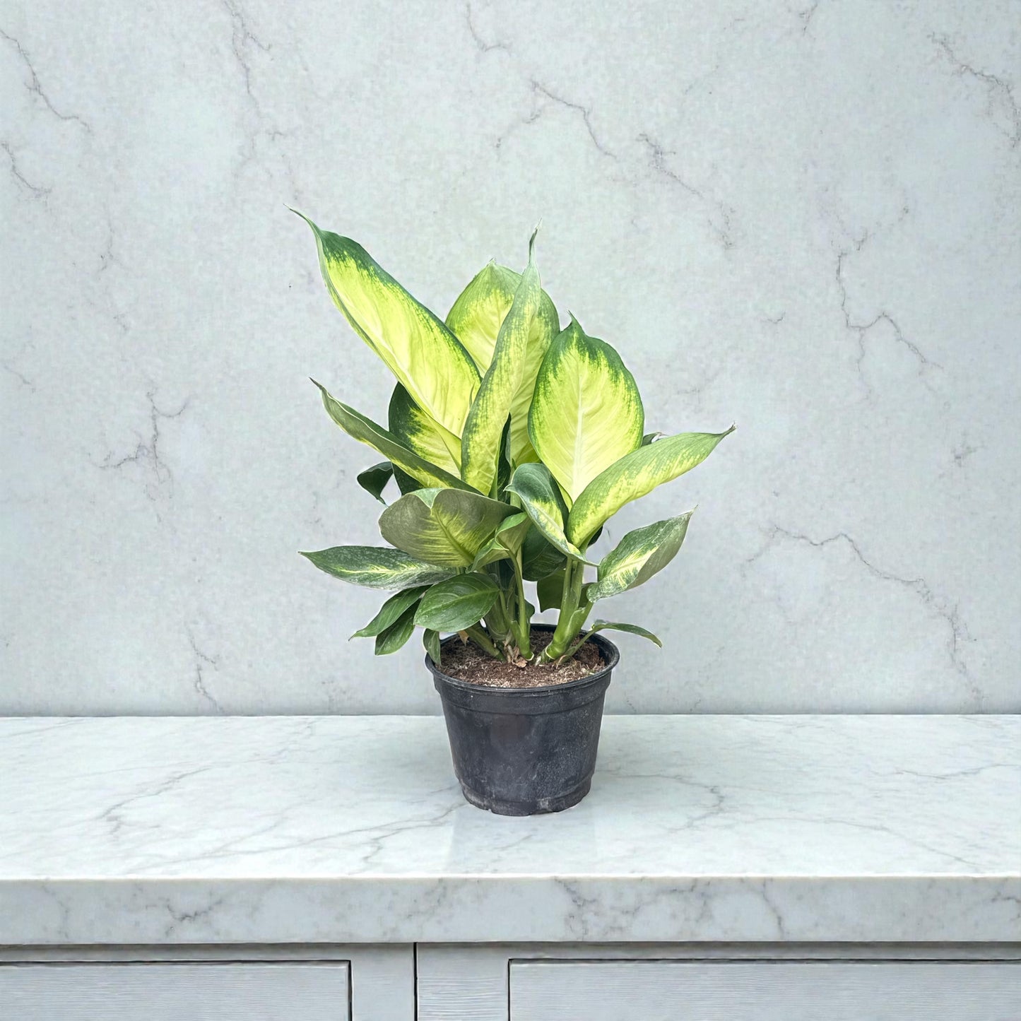 6” Dieffenbachia Tropical Marianne