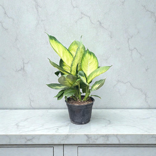 6” Dieffenbachia Tropical Marianne